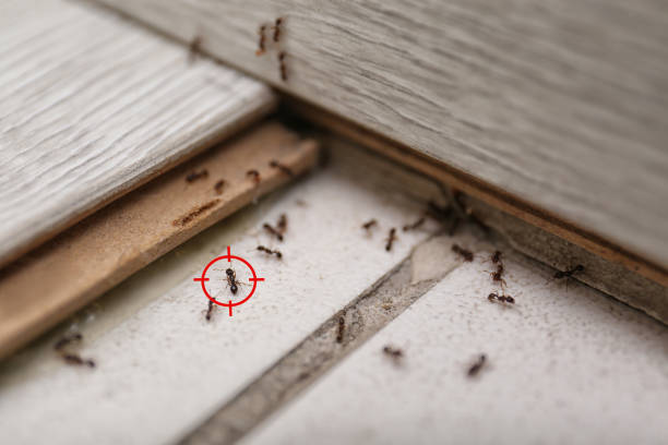 Best Affordable Pest Control Services  in Enon, VA