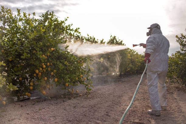 Best Bed Bug Extermination  in Enon, VA