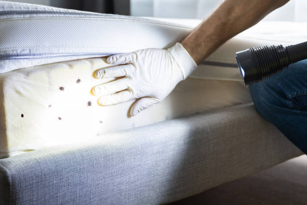 Best Local Pest Control Services  in Enon, VA