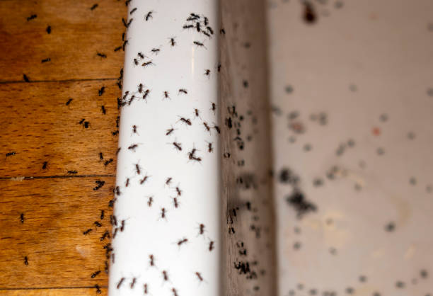 Bird Control in Enon, VA