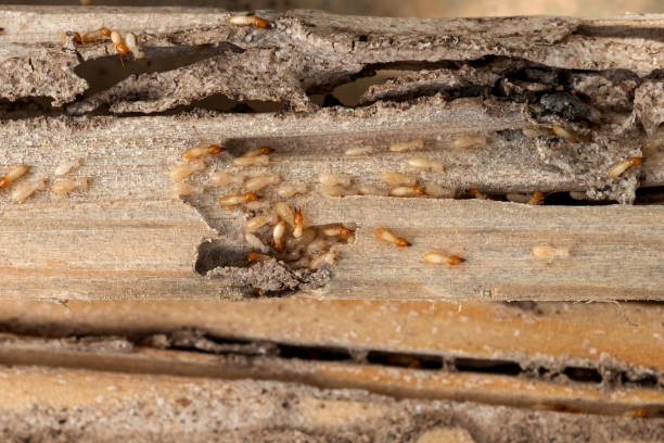 Wasp Removal Services in Enon, VA